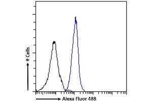 (ABIN571258) Flow cytometric analysis of paraformaldehyde fixed K562 cells (blue line), permeabilized with 0. (DCTN3 anticorps  (Internal Region))