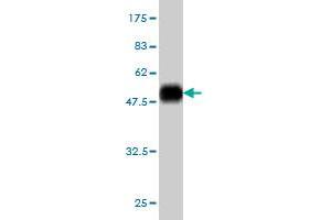 Western Blot detection against Immunogen (52.
