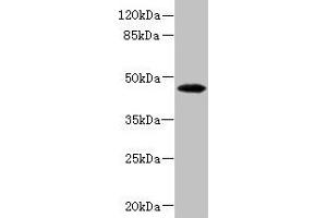 Western blot All lanes: PHKG2 antibody at 3. (PHKG2 anticorps  (AA 237-406))