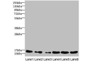 Western blot All lanes: HIST1H3A antibody at 1. (HIST1H3A anticorps  (AA 1-136))