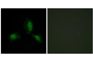 Immunofluorescence (IF) image for anti-Insulin Receptor Substrate 1 (IRS1) (Ser312) antibody (ABIN1848113) (IRS1 anticorps  (Ser312))