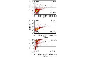 FACS analysis of (a) negative control unstained, (b) negative control goat anti-mouse-FITC stained and (c) CAP1 MaxPab polyclonal antibody stained methanol-treated human promonocytic THP-1 cells. (CAP1 anticorps  (AA 1-475))