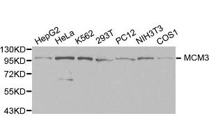 Western blot analysis of extracts of various cell lines, using MCM3 antibody.