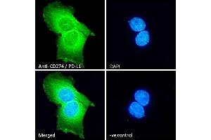 (ABIN185339) Immunofluorescence analysis of paraformaldehyde fixed AA431 cells, permeabilized with 0. (PD-L1 anticorps  (C-Term))