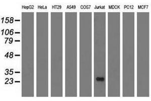 Image no. 2 for anti-Ras-Like Without CAAX 2 (RIT2) antibody (ABIN1500713) (RIT2 anticorps)