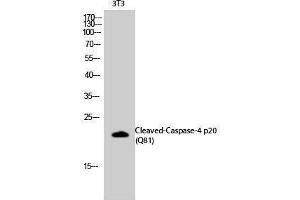 Western Blotting (WB) image for anti-Caspase 4 p20 (cleaved), (Gln81) antibody (ABIN3181781) (Caspase 4 p20 (cleaved), (Gln81) anticorps)
