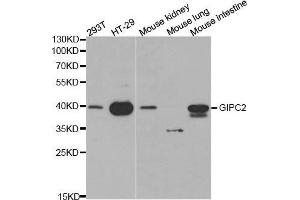 Western blot analysis of extracts of various cell lines, using GIPC2 antibody. (GIPC2 anticorps  (AA 1-315))