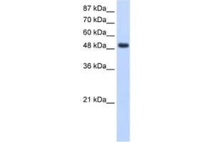 Western Blotting (WB) image for anti-RNA Binding Motif, Single Stranded Interacting Protein 1 (RBMS1) antibody (ABIN2462135) (RBMS1 anticorps)