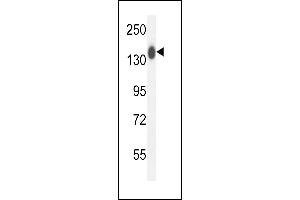COL19A1 Antibody (N-term) (ABIN654432 and ABIN2844168) western blot analysis in mouse kidney tissue lysates (35 μg/lane). (COL19A1 anticorps  (N-Term))