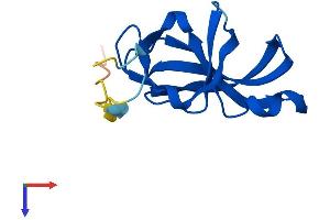 AlphaFold protein structure predicition of Human Recombinant YPEL1 Protein, UniprotID O60688
