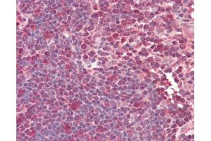 Anti-TCF12 / HEB antibody IHC staining of human thymus.