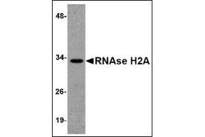Western blot analysis of RNAse H2A in HeLa cell lysate with this product at 1 μg/ml.