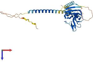 AlphaFold protein structure predicition of Mouse Recombinant Klra7 Protein, UniprotID Q60654