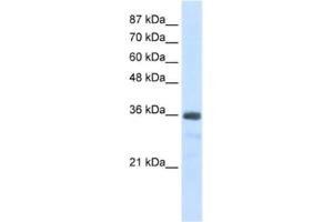 Western Blotting (WB) image for anti-U11/U12 SnRNP 35 KDa Protein antibody (ABIN2462235) (SNRNP35 anticorps)