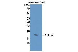 Western Blotting (WB) image for anti-Growth Differentiation Factor 1 (GDF1) (AA 230-357) antibody (ABIN1175494) (GDF1 anticorps  (AA 230-357))