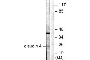 Western blot analysis of extracts from HeLa cells, using Claudin 4 antibody (#C0141). (Claudin 4 anticorps)