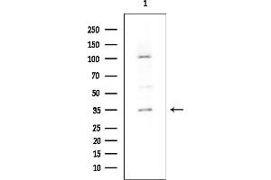 Western blot analysis of lysates from COLO205 cells, using YB1 Mouse Monoclonal Antibody at 1/1000 dilution.