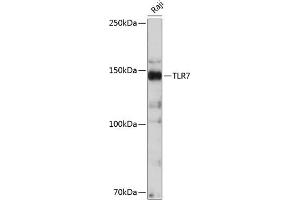 Western blot analysis of extracts of Raji cells, using TLR7 antibody (ABIN7270848) at 1:500 dilution.
