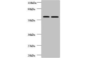 Western blot All lanes: FUCA2 antibody at 2 μg/mL Lane 1: EC109 whole cell lysate Lane 2: 293T whole cell lysate Secondary Goat polyclonal to rabbit IgG at 1/10000 dilution Predicted band size: 55, 20 kDa Observed band size: 55 kDa (FUCA2 anticorps  (AA 29-465))