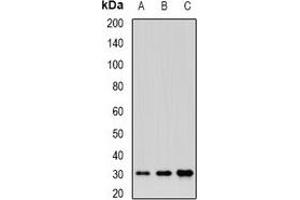 Western blot analysis of BTNL2 expression in HepG2 (A), HL60 (B), mouse liver (C) whole cell lysates. (BTNL2 anticorps)