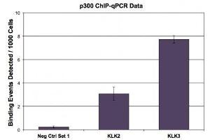 p300 antibody (mAb) tested by ChIP. (p300 anticorps)