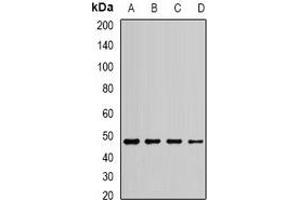 Western blot analysis of EEF1A1 expression in MCF7 (A), Jurkat (B), HepG2 (C), SHSY5Y (D) whole cell lysates.