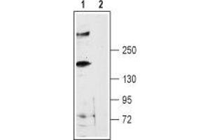 Western blot analysis of rat brain membranes: - 1. (RYR3 anticorps  (Intracellular, N-Term))