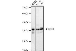 Western blot analysis of extracts of various cell lines, using C3orf38 antibody (ABIN7266382) at 1:1000 dilution. (C3orf38 anticorps)