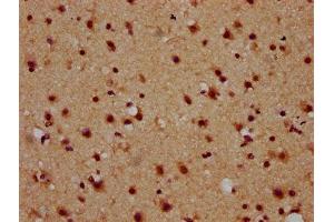IHC image of ABIN7162061 diluted at 1:600 and staining in paraffin-embedded human brain tissue performed on a Leica BondTM system. (NAP1L5 anticorps  (AA 1-67))