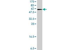 Western Blot detection against Immunogen (65.