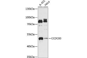 Western blot analysis of extracts of various cell lines, using CCDC83 antibody (ABIN7266444) at 1:3000 dilution.