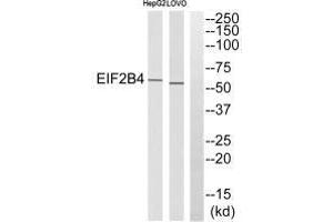 Western blot analysis of extracts from HepG2 cells and LOVO cells, using EIF2B4 antibody.