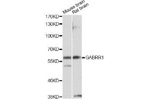 Western blot analysis of extracts of various cell lines, using GABRR1 antibody (ABIN1872764) at 1:1000 dilution. (GABRR1 anticorps)