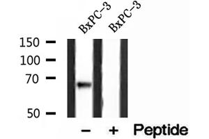 Western blot analysis of extracts of BxPC-3 cells, using LMNB2 antibody. (Lamin B2 anticorps  (Internal Region))
