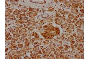 IHC image of ABIN7139855 diluted at 1:400 and staining in paraffin-embedded human pancreatic tissue performed on a Leica BondTM system. (GIP anticorps  (AA 113-131))