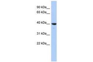 Image no. 1 for anti-Glutaredoxin 3 (GLRX3) (N-Term) antibody (ABIN6741475) (GLRX3 anticorps  (N-Term))