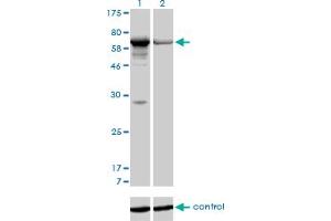 Western blot analysis of PAPSS1 over-expressed 293 cell line, cotransfected with PAPSS1 Validated Chimera RNAi (Lane 2) or non-transfected control (Lane 1). (PAPSS1 anticorps  (AA 144-252))