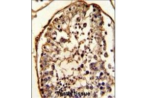 Formalin-fixed and paraffin-embedded human testis reacted with TBB5 Antibody, which was peroxidase-conjugated to the secondary antibody, followed by DAB staining.