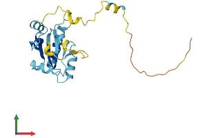AlphaFold protein structure predicition of Human Recombinant NXNL1 Protein, UniprotID Q96CM4