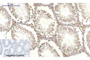 Immunohistochemical analysis of paraffin-embedded rat testis tissue. (c-MYC anticorps  (AA 360-440))
