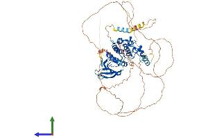 AlphaFold protein structure predicition of Mouse Recombinant Nuak1 Protein, UniprotID Q641K5