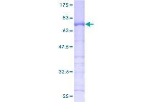Image no. 1 for Anillin, Actin Binding Protein (ANLN) protein (GST tag) (ABIN1345142)