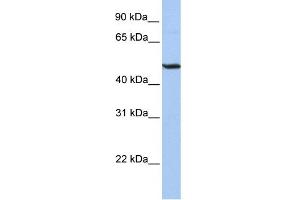 WB Suggested Anti-BHLHB3 Antibody Titration:  0. (BHLHE41 anticorps  (Middle Region))