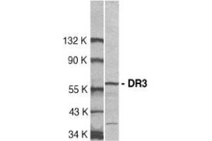 Western blot analysis of DR3 in Jurkat total cell lysate with AP30296PU-N DR3 antibody at 1:500 dilution. (DR3/LARD anticorps  (C-Term))