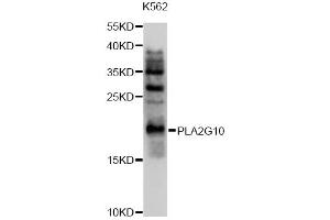 Western blot analysis of extracts of K562 cells, using PLA2G10 antibody (ABIN4904779) at 1:1000 dilution. (PLA2G10 anticorps)