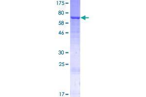 SDS-PAGE (SDS) image for Galactose 3-O-Sulfotransferase 1 (GAL3ST1) (AA 1-423) protein (GST tag) (ABIN1788804)