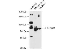 Western blot analysis of extracts of various cell lines, using  antibody (2247) at 1:3000 dilution. (P5CS anticorps  (AA 1-240))