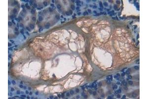 Detection of F7 in Mouse Kidney Tissue using Polyclonal Antibody to Coagulation Factor VII (F7)