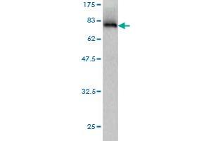 Western Blot detection against Immunogen (84. (Symplekin anticorps  (AA 1-533))