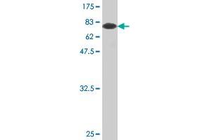 Western Blot detection against Immunogen (78.
